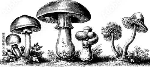 Vintage botanical mushroom spore print diagram - 19th century illustration for educational use