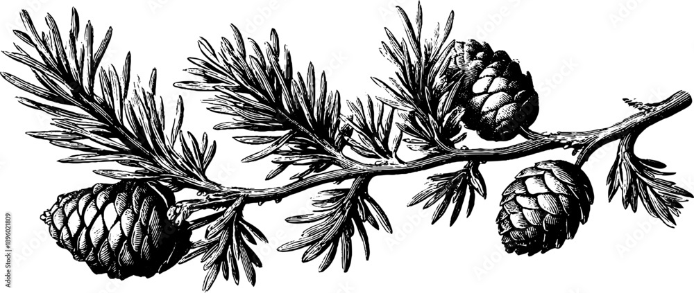 Fototapeta premium Vintage botanical design of spruce branch with needles and cones for prints and cards