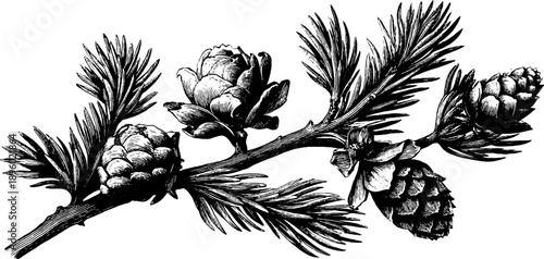 Vintage botanical illustration of spruce branch with needles and cones