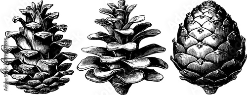 Vintage botanical study of spruce cone engraving from the 19th century - design for art print or poster