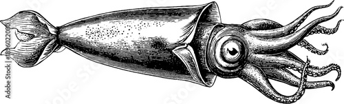 Vintage squid marine specimen botanical engraving for retro design