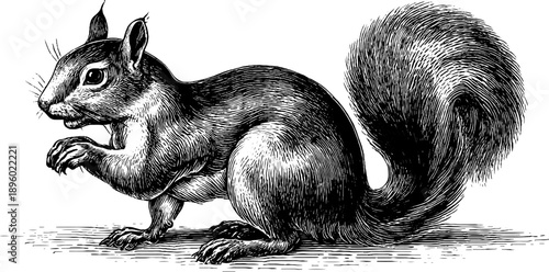 Vintage squirrel with bushy tail in forest setting - botanical sketch for design