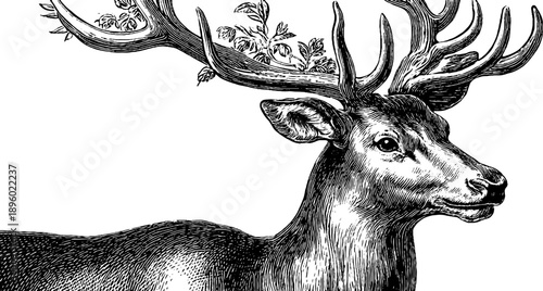 Elegant stag with antlers natural history study for botanical design