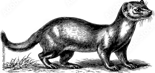 Stoat in woodland scene - vintage botanical engraving for nature lovers and art enthusiasts