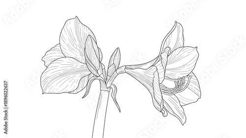 Detailed line art illustration of a blooming amaryllis flower with buds on a stem in a realistic black and white sketch for botanical studies.
