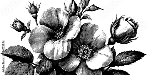 Intricate 19th century botanical engraving of stone window surround