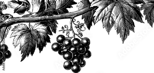 19th century vintage botanical engraving of stone window surround detail with grapevine design