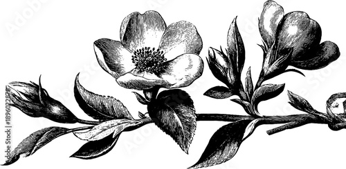 Detailed botanical stone window surround from 19th century engraving for retro design