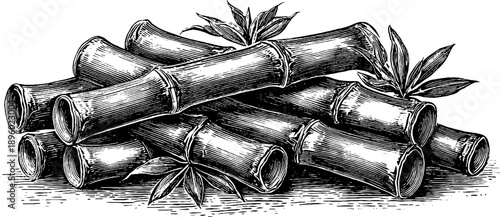 Vintage botanical engraving of sugarcane stalks for agricultural design