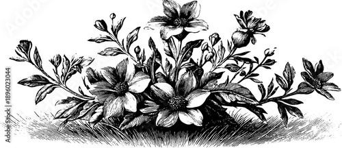 Vintage botanical engraving of summer meadow bouquet for artistic design