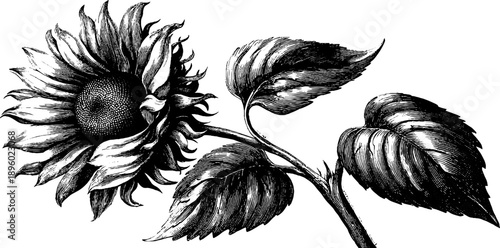 Vintage sunflower head botanical engraving for agricultural design