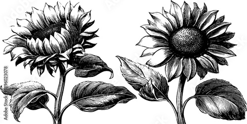 Vintage sunflower botanical engraving for agricultural design and decor