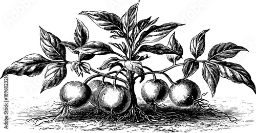 Vintage botanical sketch of sweet potato plant with tubers for design and study