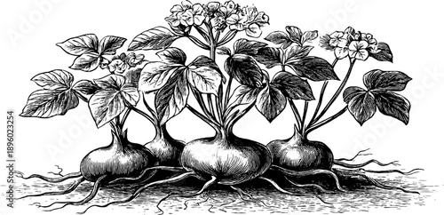 Sweet potato root system study - vintage botanical engraving for educational design