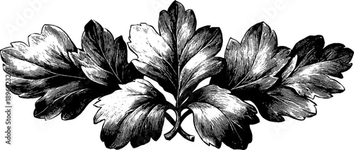 Symmetrical heraldic scroll ornament with vintage botanical engraving for design or craft projects