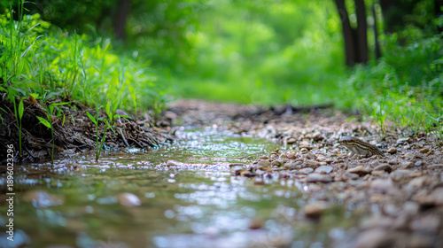 Forest stream creek water pebble trail with calm mood