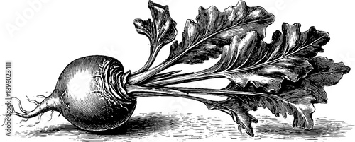 Taro root corm plant anatomy vintage botanical engraving for educational design