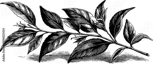 Vintage botanical study of dried tea leaves engraving for design