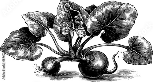 Taro root plant anatomy 19th century vintage botanical engraving