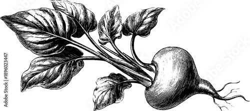 Taro root corm plant anatomy vintage botanical engraving from the 19th century for educational design