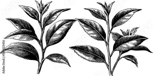 Vintage botanical study of dried tea leaves - hand-drawn engraving for retro design