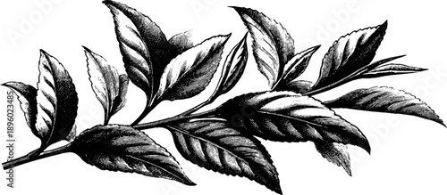 Vintage botanical study of dried tea leaves - hand drawn engraving for design