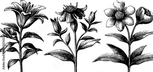 Vintage botanical mechanical drawing of flowers with technical blueprint style for design