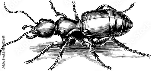 Vintage termite insect specimen botanical engraving from the 19th century