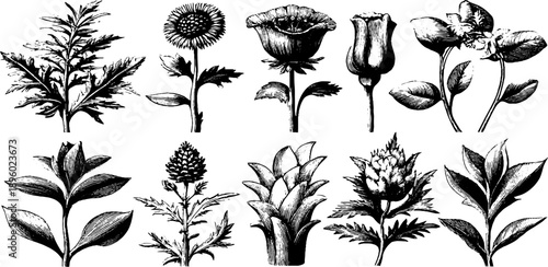 Vintage botanical sketch of various flowers for design or decoration