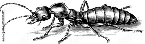 Vintage botanical engraving of termite insect specimen with 19th century style for educational and decorative purposes