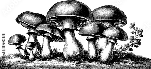 Vintage botanical toadstool mushroom study engraving for design