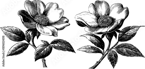 Toxic flower morphology vintage botanical analysis design for posters and educational prints