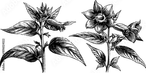 Detailed botanical illustration of toxic flower morphology for educational and design use