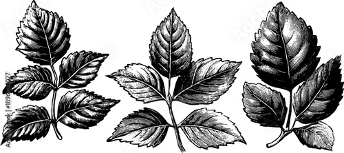 Toxic plant leaf venation study in vintage botanical engraving for design