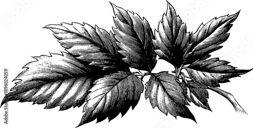 Vintage botanical engraving of toxic plant leaf venation for botanical studies and design