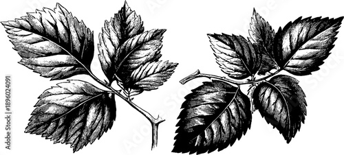 Vintage botanical study of toxic plant leaf venation engraving