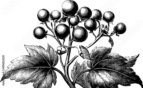 Toxic plant seed capsule botanical study in vintage engraving style for design and education