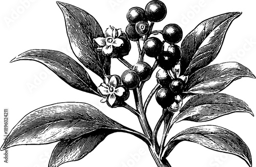 Vintage botanical study of toxic plant seed capsule with detailed engraving for educational purposes