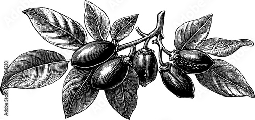 Vintage botanical study of toxic plant seed capsule - engraved sketch for scientific illustration