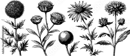 Vintage botanical study of toxic plant seed capsules