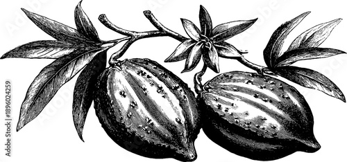 Vintage botanical study of toxic plant seed capsule in detailed engraving for educational design