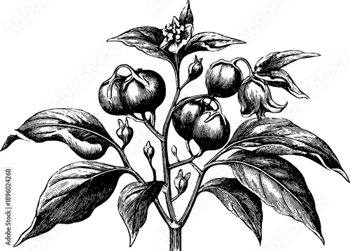 Botanical study of toxic plant seed capsule with vintage engraving style for educational use