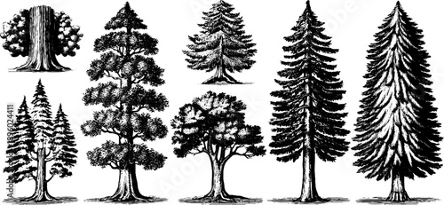 Vintage botanical engraving of 19th century tree bark texture study for design and decor