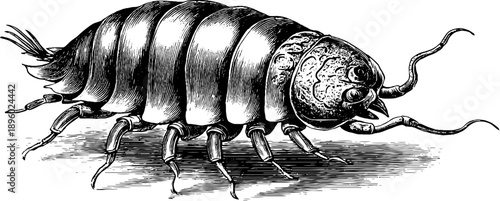 Vintage trilobite fossil engraving from 19th century botanical collection