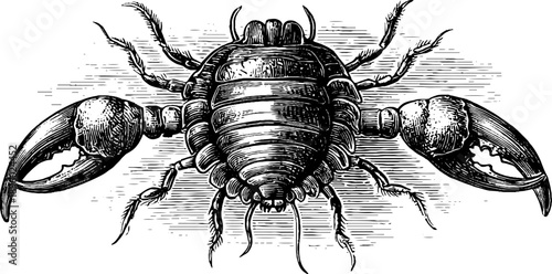 Vintage trilobite fossil botanical sketch from 19th century for educational and historical display