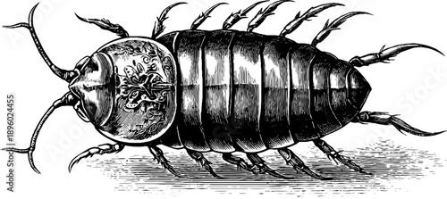 Detailed vintage engraving of 19th century trilobite fossil specimen for botanical studies