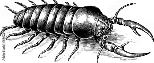 Intricate trilobite fossil illustration - 19th century botanical engraving art