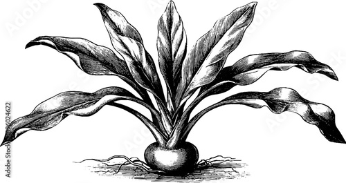 Vintage botanical study of turmeric rhizome plant engraving for retro design