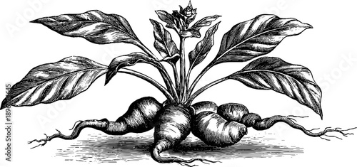 Vintage botanical study of turmeric rhizome plant engraving for design and education