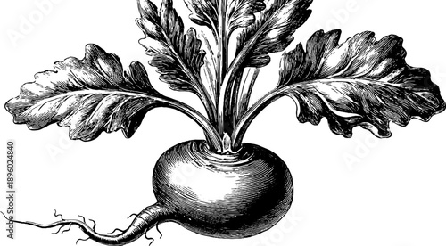 Vintage botanical anatomy of turnip plant engraving for retro design